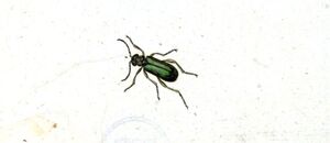 lytta vesicatoria 1473 orez