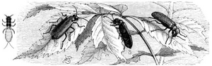 lytta vesicatoria spanische fliege brehms